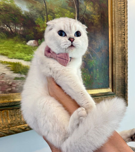 Scottish Fold Seal Point Female Retiring - $1600