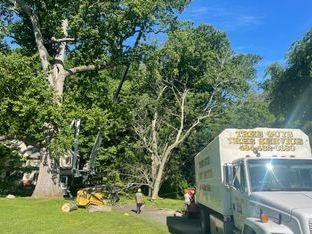 Tree Guys Tree Service tree removal in Glen Mills PA