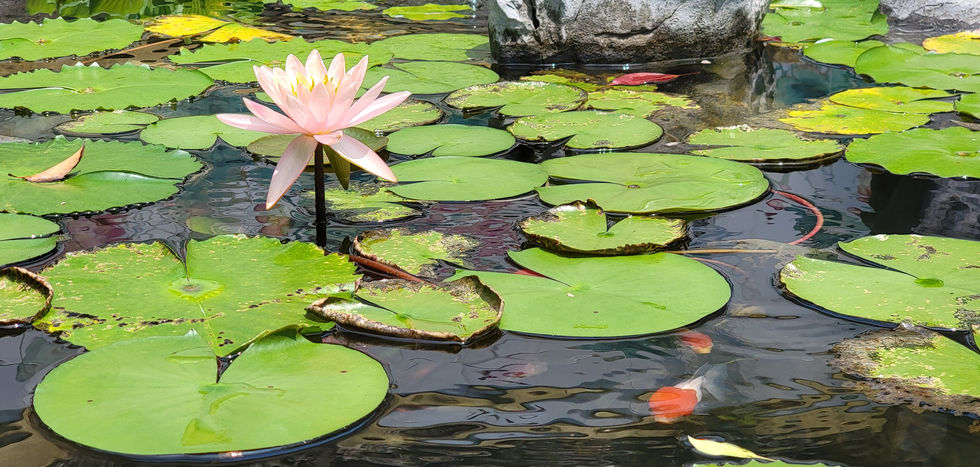 Tao Fong Shan Lotus Pond