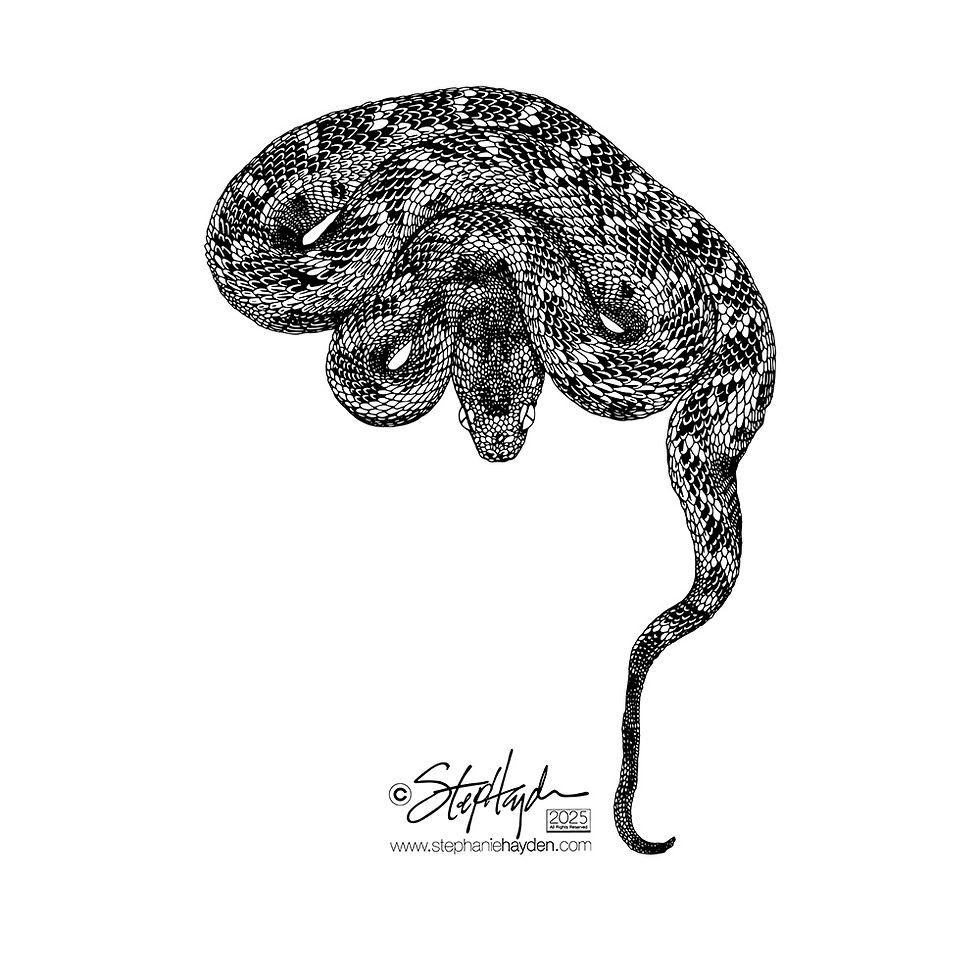 Hayden_Collection Cover_Art_Snake_Saw Scaled Viper_White Mode_2025