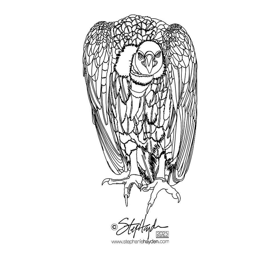 Hayden_Collection Cover_Art_Bird_Vulture_Art Mode_2025