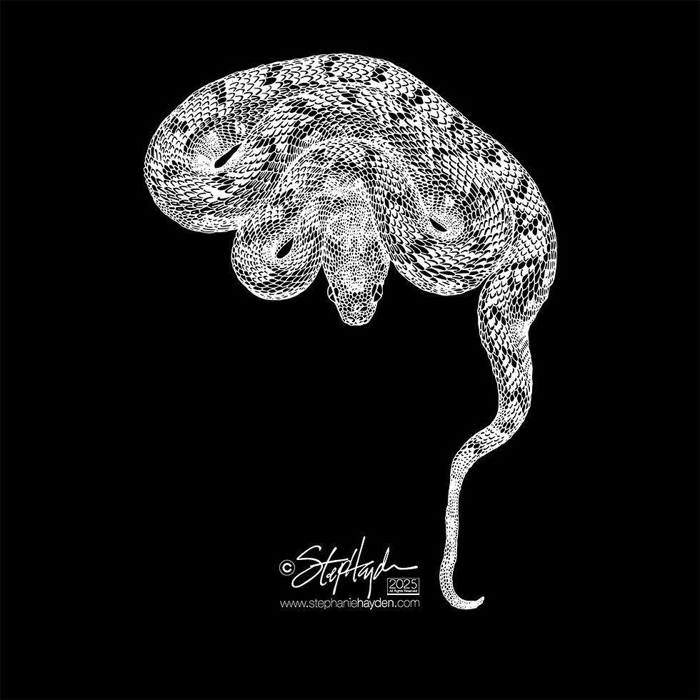 Hayden_Collection Cover_Art_Snake_Saw Scaled Viper_Dark Mode_2025