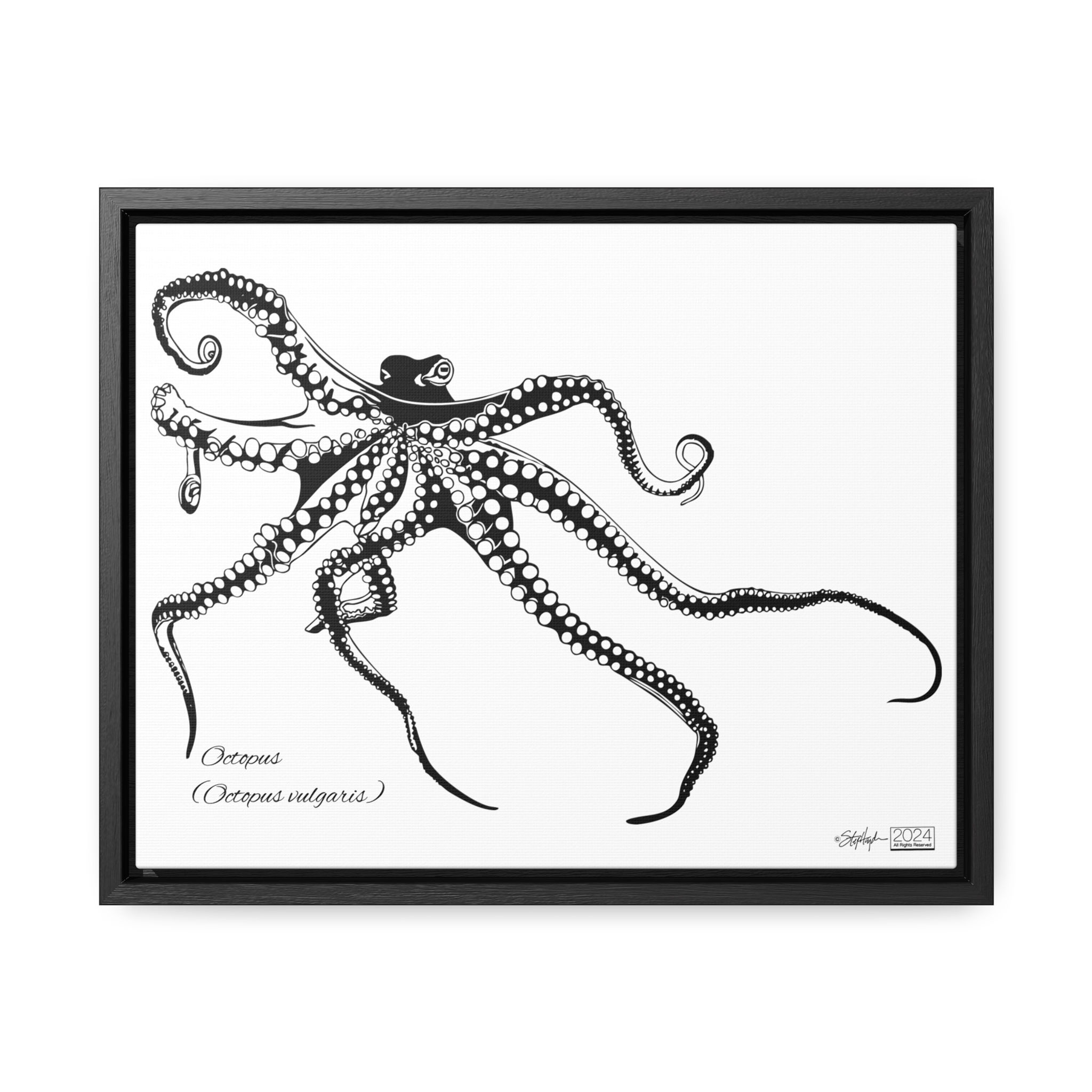 Octopus (Octopus vulgaris) Framed 11 x 14" Canvas White Mode