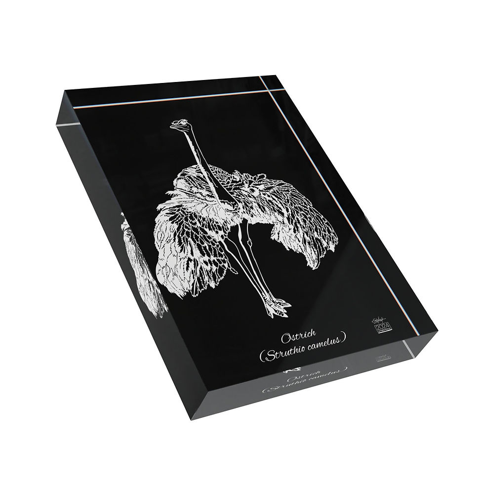 Thumbnail: Ostrich (Struthio camelus) Vertical Acrylic Art Block Dark Mode
