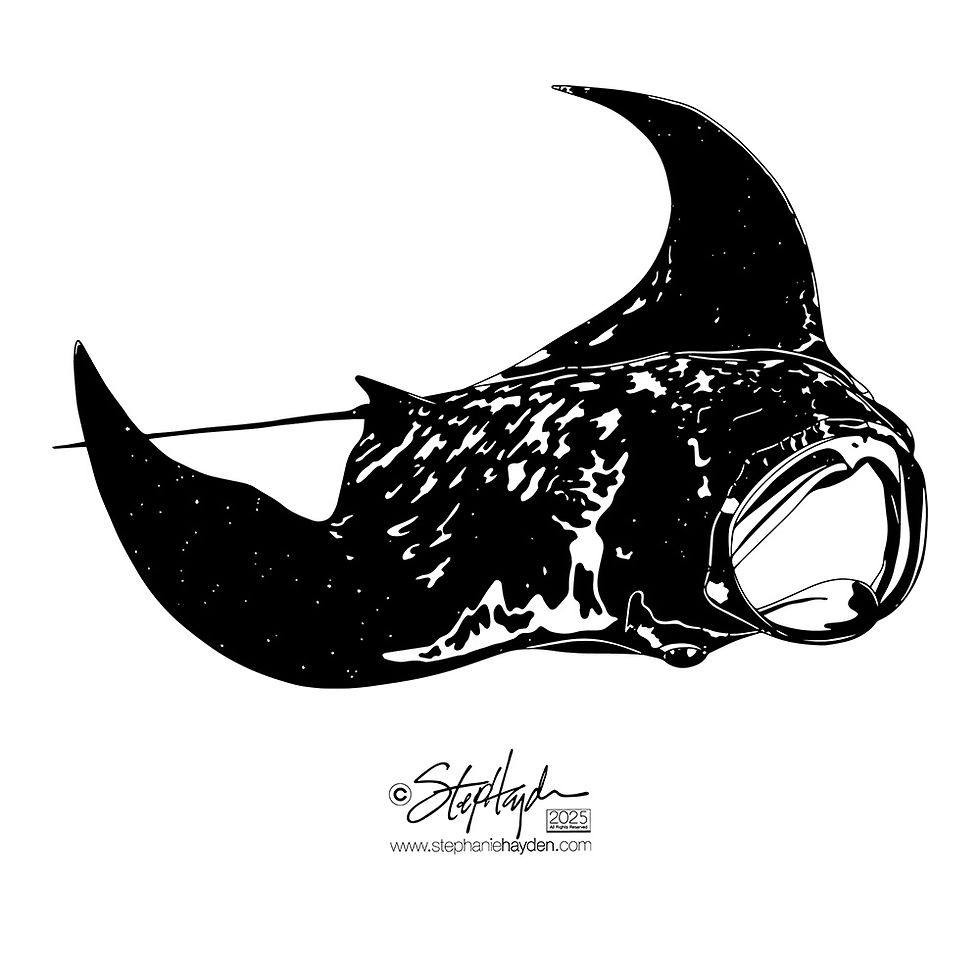 Hayden_Collection Cover_Art_Fish_Ray_Manta_White Mode_2025