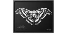 A black canvas and black frame white illustration of an Atlas Moth