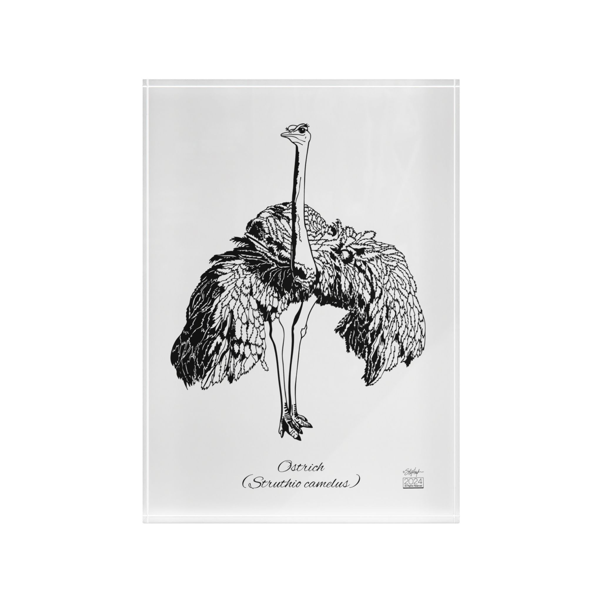 Ostrich (Struthio camelus) Vertical Acrylic Art Block White Mode
