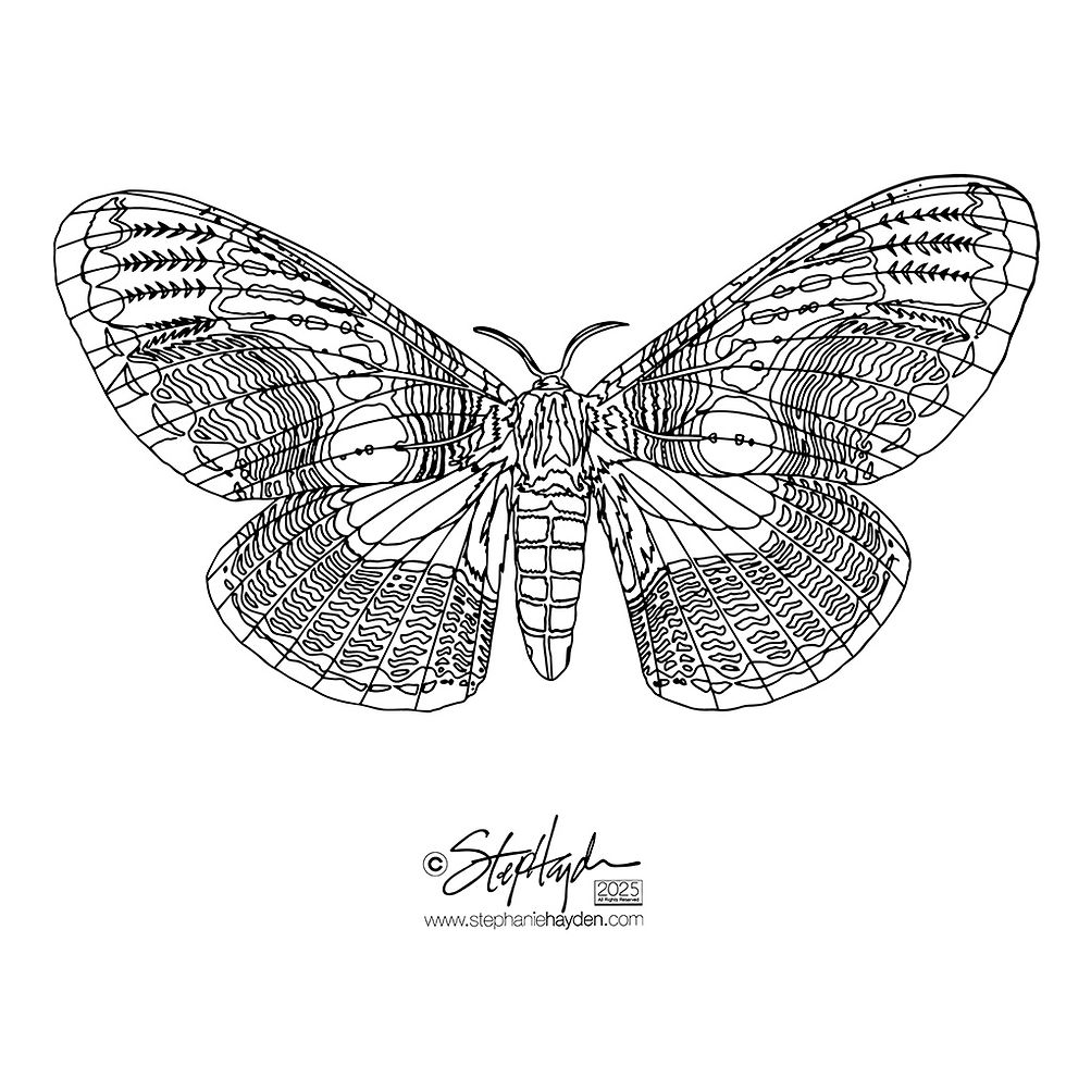 Hayden_Collection Cover_Art_Moth_Owl_Art Mode_2025