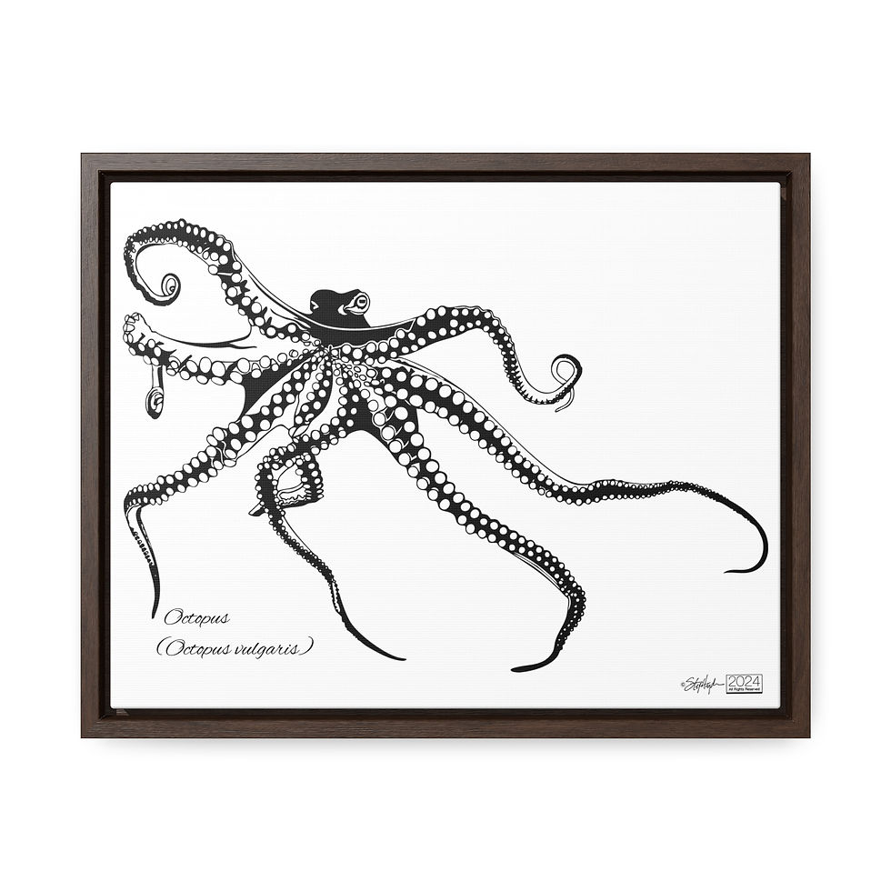 Thumbnail: Octopus (Octopus vulgaris) Framed 11 x 14" Canvas White Mode