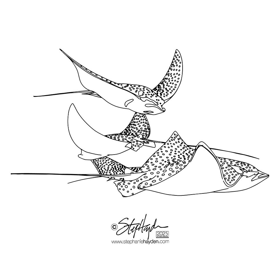Hayden_Collection Cover_Art_Fish_3 Sting Rays_Art Mode_2025