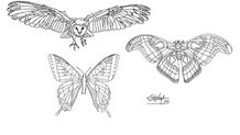 Vision Architecture: Art for Youth - Learn to Draw a Bird, Butterfly, or Moth!