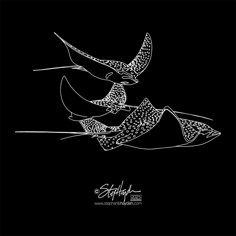 Hayden_Collection Cover_Art_Fish_3 Sting Rays_XRay Mode_2025