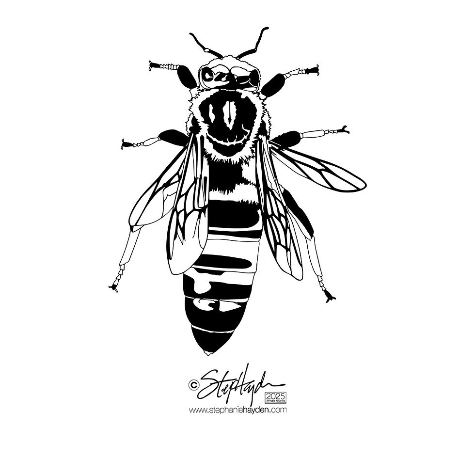 Hayden_Collection Cover_Art_Bee_Queen_White Mode_2025