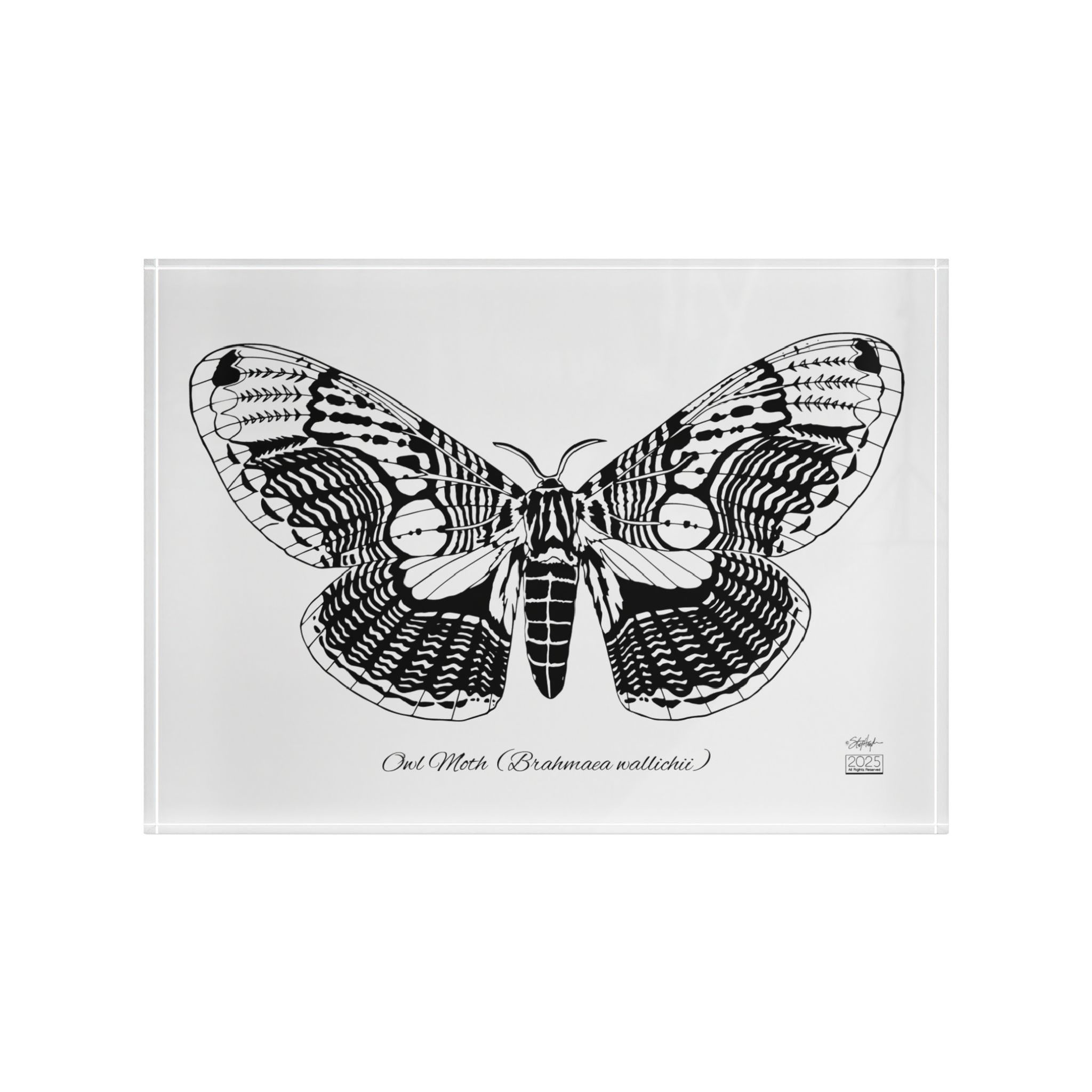 Owl Moth (Brahmaea wallichii) Horizontal Acrylic Art Block White Mode