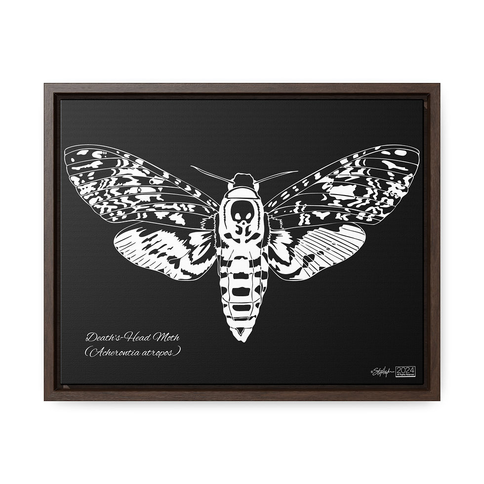 Thumbnail: Death's-Head Moth (Acherontia atropos) Framed Wrapped 11 x 14" Canvas Dark Mode