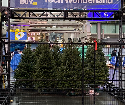 six tall Christmas trees in downtown Toronto clumped together.
