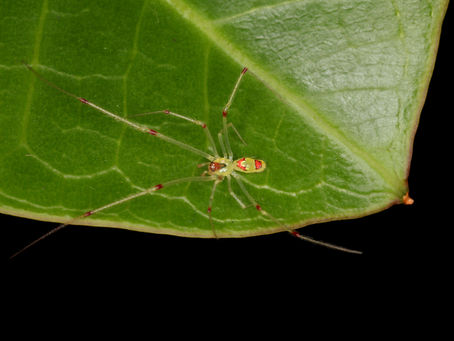 Are Happy-Face Spiders Really Happy?