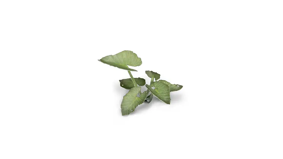 Thumbnail: GAMERS GRASS - ELEPHANT EAR