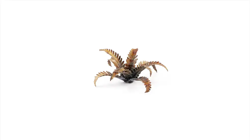 Thumbnail: GAMERS GRASS - ALIEN FERN