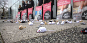 The increase of animal testing on campus