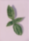 Basilicum