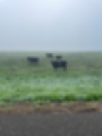 Cows stand in a foggy field behind a fence. The grass is lush and green, with a misty sky creating a serene, moody atmosphere.