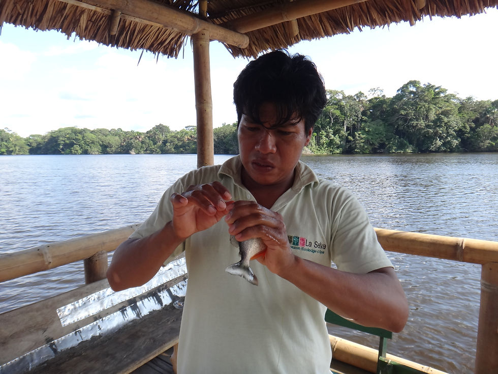 Tour guide unhooking a piranha fish at the black lagoon