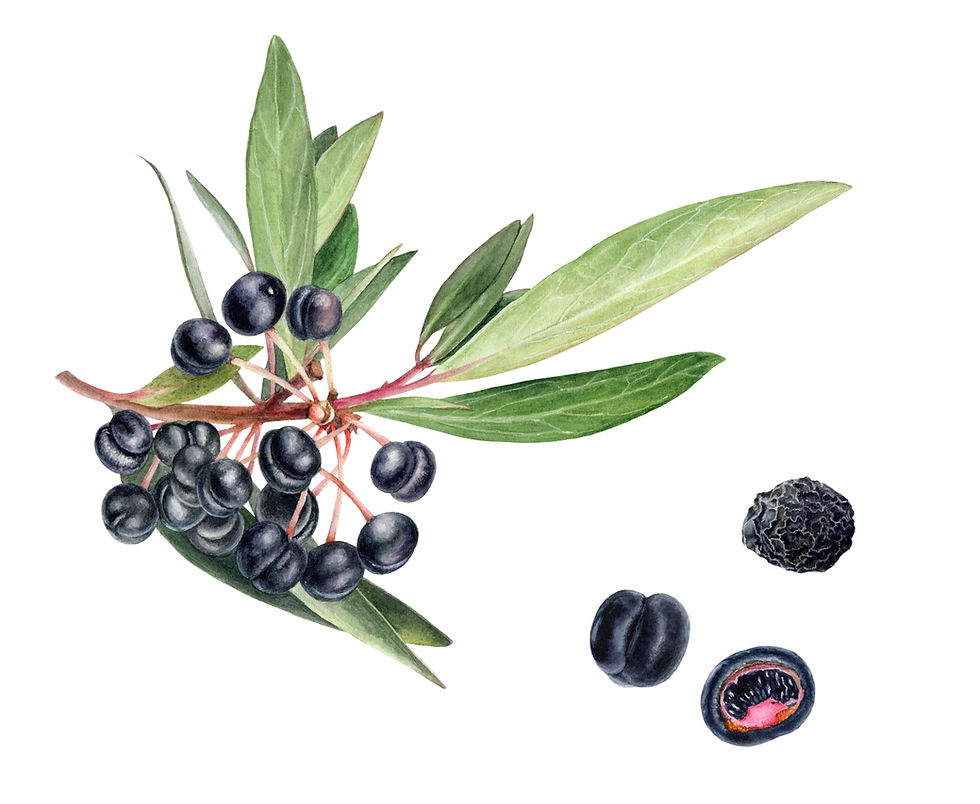 illusttration of a branch of Tasmanian native pepper leaves and berries