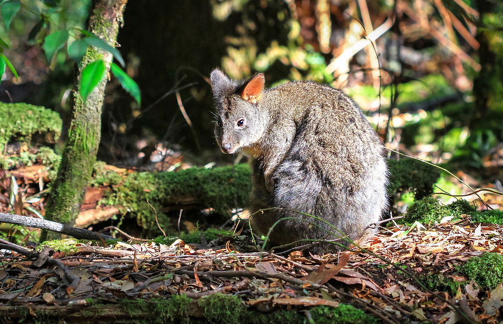 Tasmanian pademelon marsupial on the forest floor looking at the camera