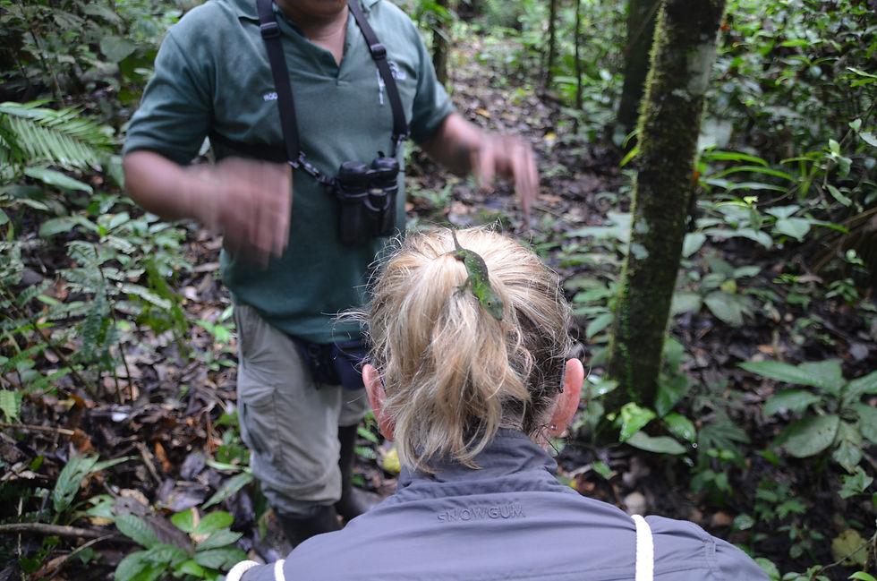 a green lizard on the author's hair while tour guide waves hands