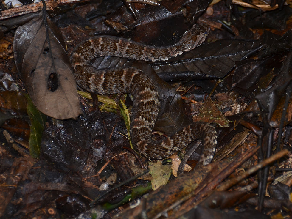 A brown snake coiled in brown leaf litter