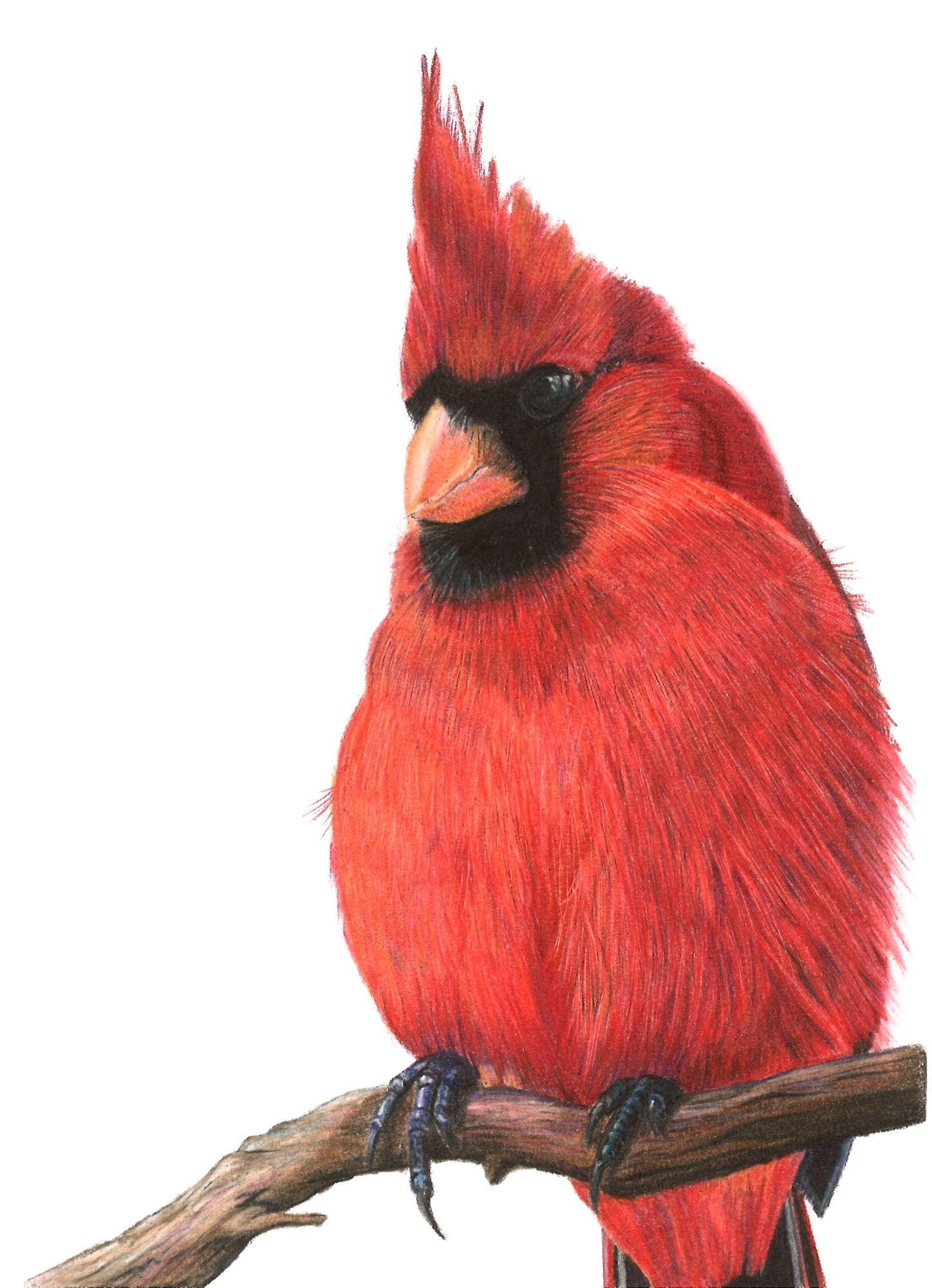 Northern Cardinal