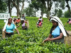 Dilmah: The Values Behind a Market Leader