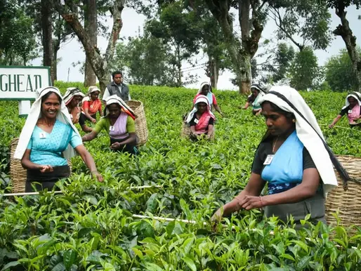 Dilmah: The Values Behind a Market Leader