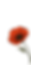 poppy
