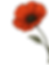 poppy