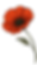poppy