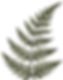 poppy_edited_edited_edited_edited.png