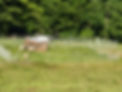 Sheep_Chickens in Field.jpg