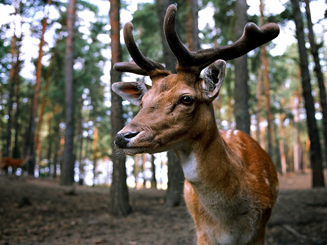 Deer Antlers