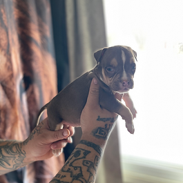 Chocolate Tri Pocket Bully