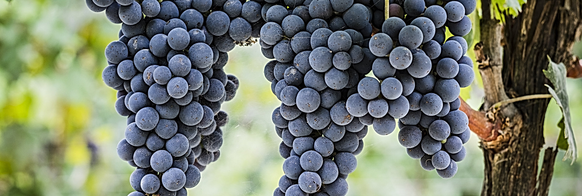 Grapes on vine
