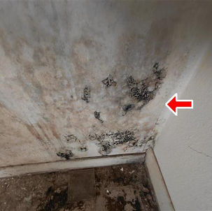 🦠 Hidden Mold — What You Can’t See Can Hurt Your Home