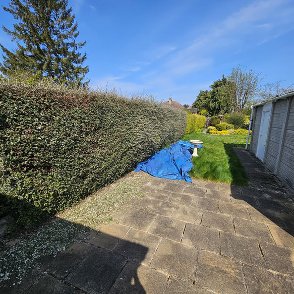 Hedge trimming and removal services across Ely, Cambridgeshire, Suffolk & Newmarket