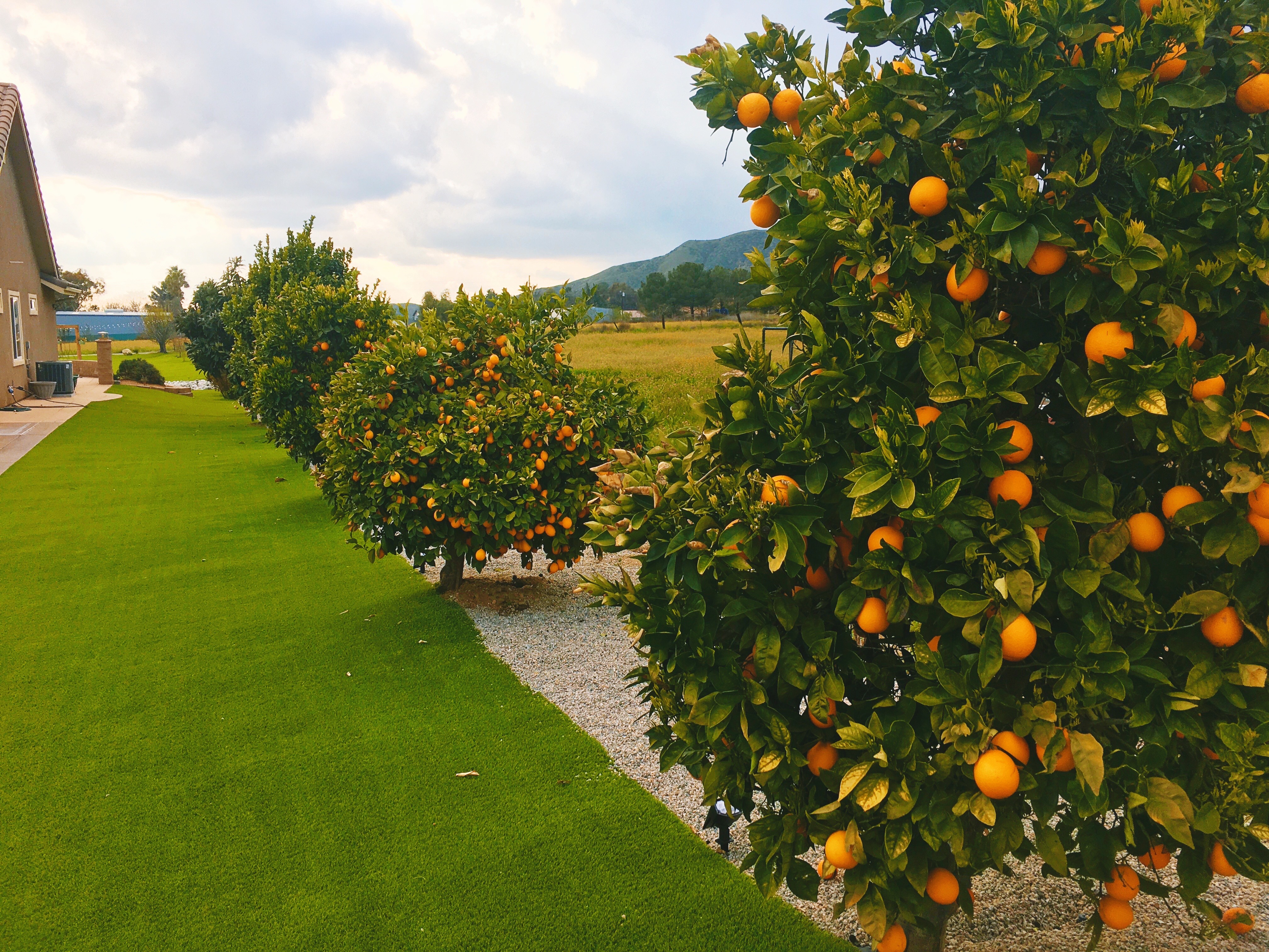 Citrus and other Fruit Trees
