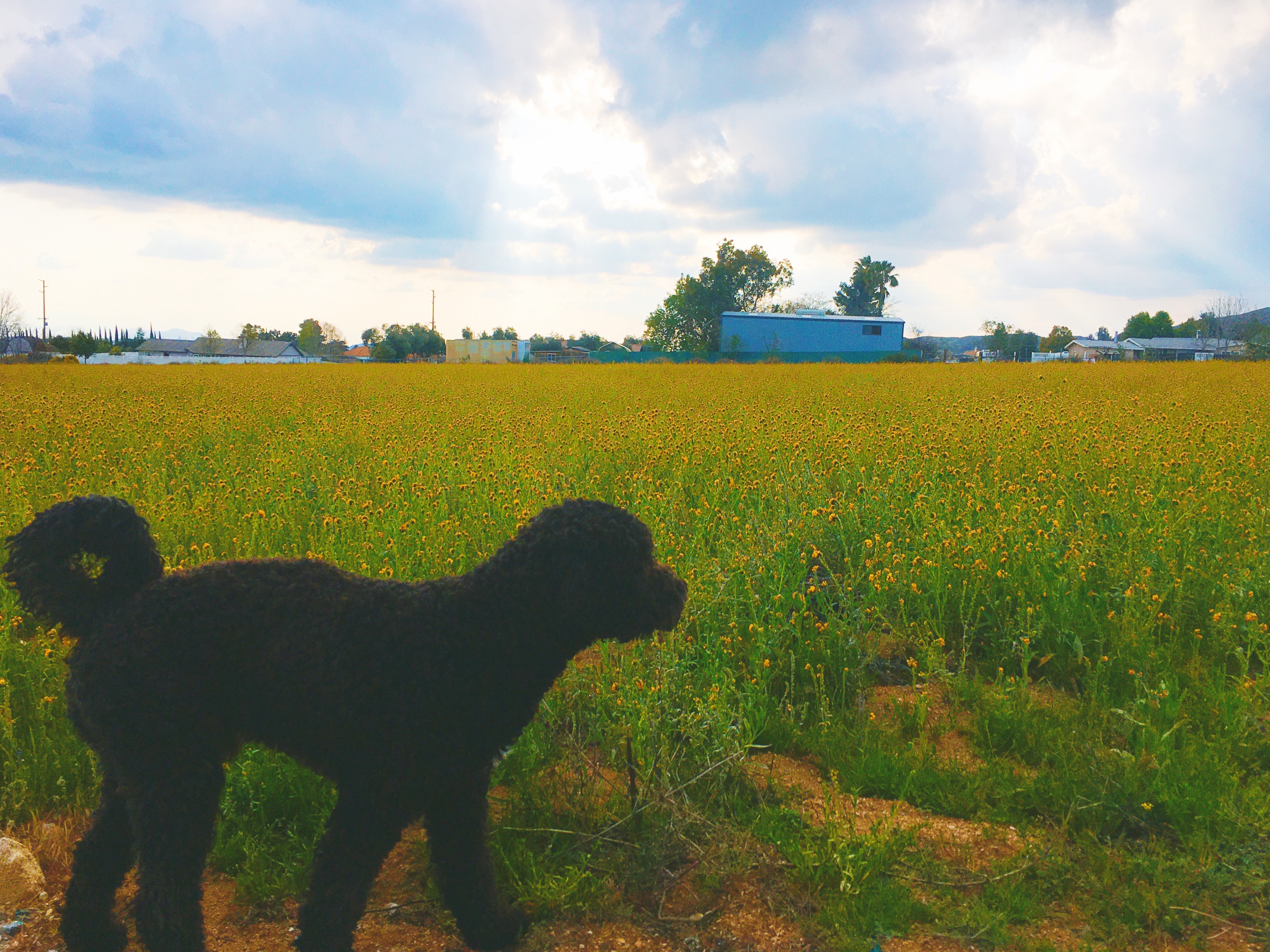 Field View