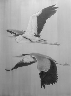 Garza Mora (Ardea Cocoi) (2016)