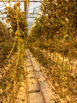 Fridheimar Greenhouse