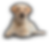 Firefly_Imagen hiper realista de un labrador joven acostado, fondo transparente_ 784979 co