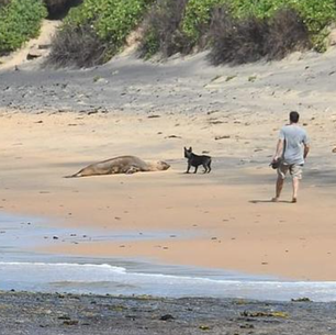 Dog without a leash allegedly seen attacking a seal while guardian stood and watched